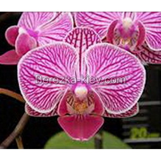 Орхидея 1 ветка (Younghome)
